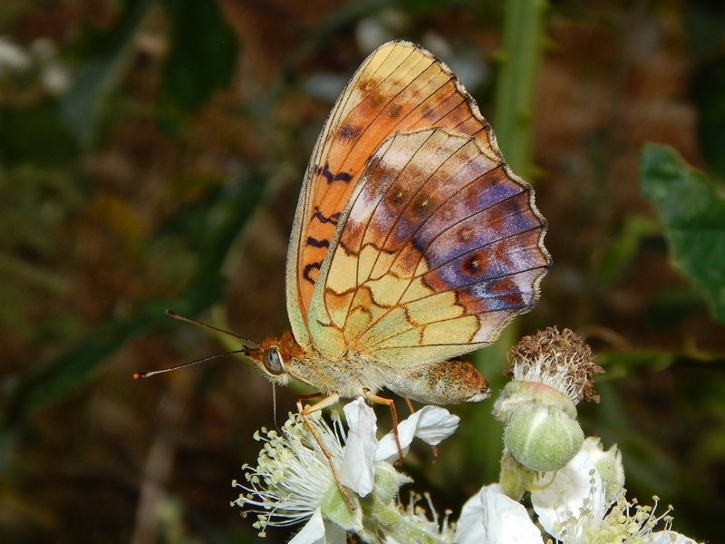 Brentis daphne: parco del ticino